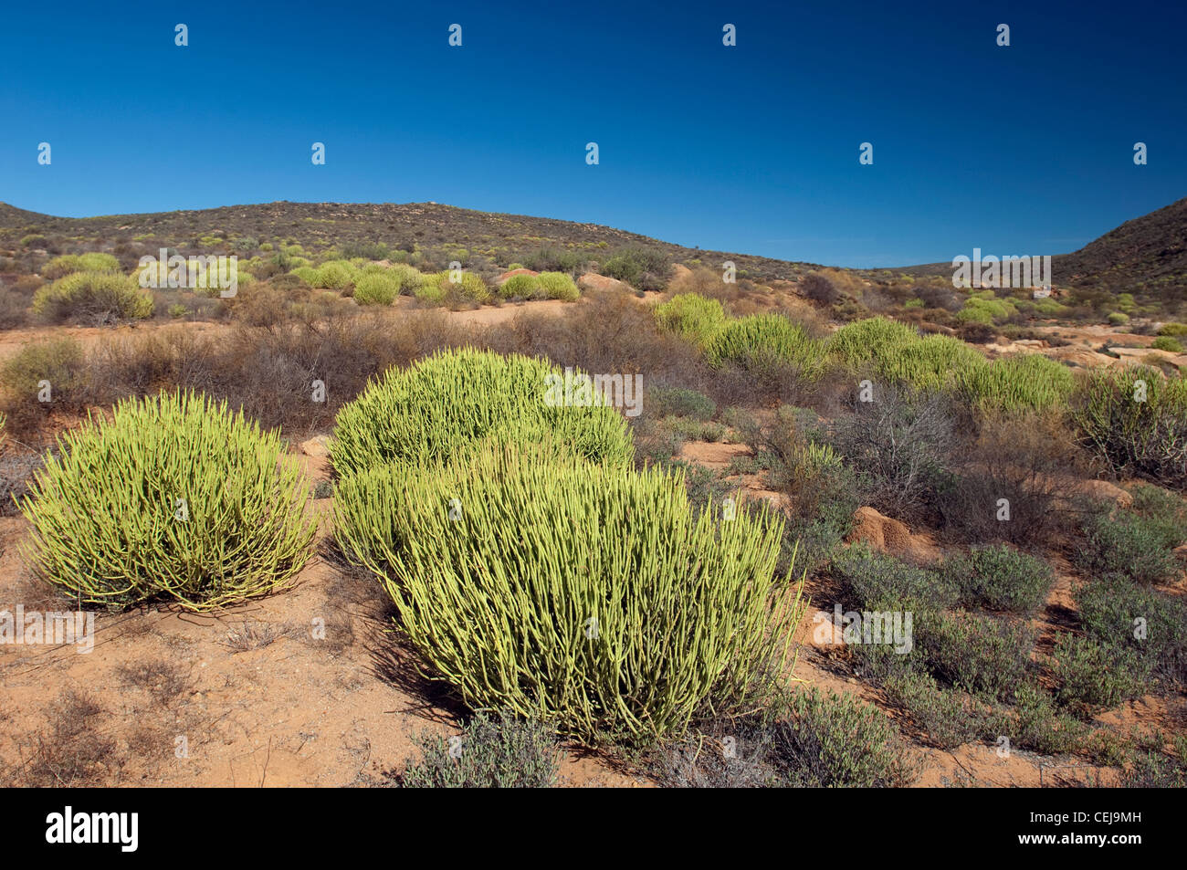 Desert Flora am Weg zum Namaqualand National Park, Northern Cape Stockfoto