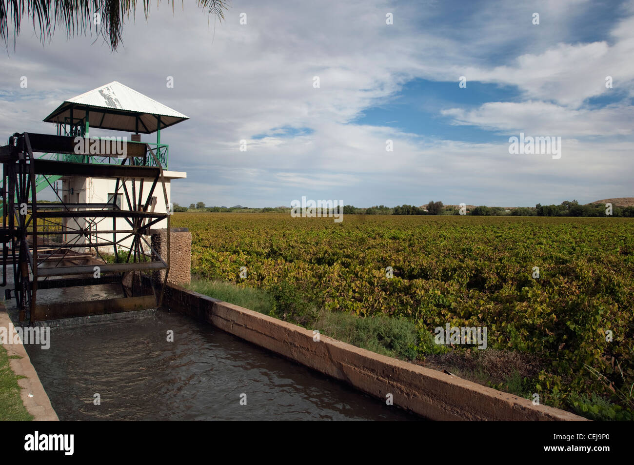 Wasser-System und Weinberge an der Weinstraße von Orange River in der Nähe von Upington, Northern Cape Stockfoto