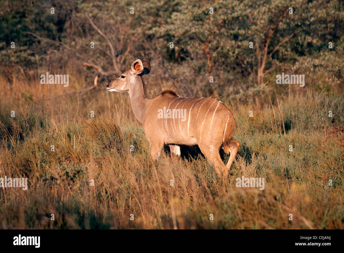 Kudu weiblich, Legends Game Reserve, Limpopo Provinz Stockfoto