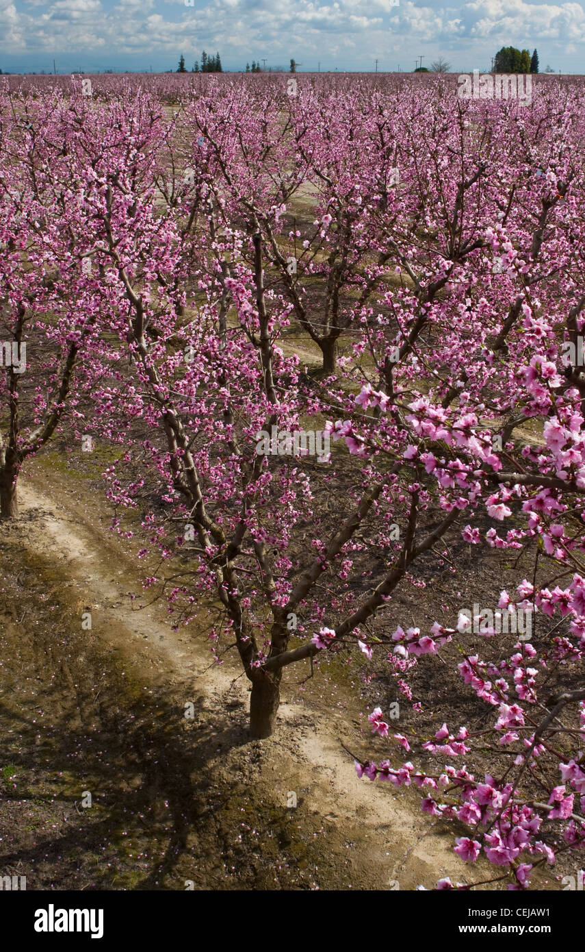 Landwirtschaft – Überblick über einem Pfirsich-Obstgarten im Frühjahr in voller Blüte-Phase / in der Nähe von Dinuba, Kalifornien, USA. Stockfoto
