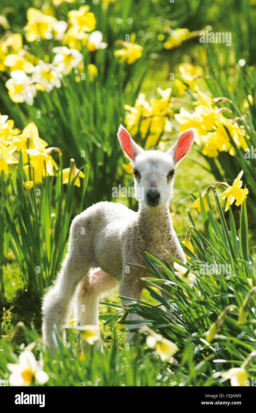 Frühling in der Luft: A Bluefaced Leicester Lamm in den Narzissen an Broomhills Cumbria Stockfoto