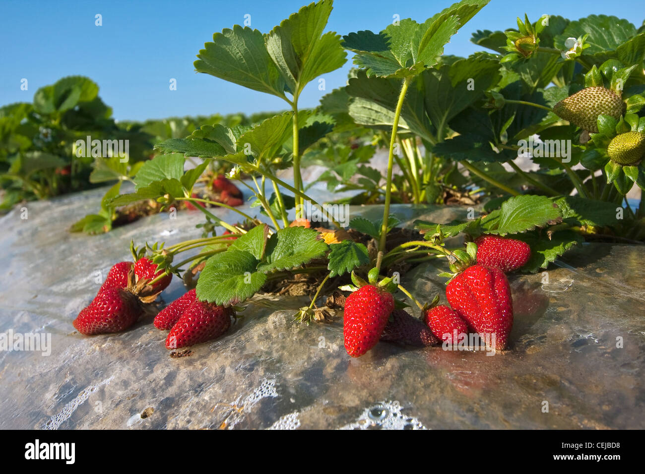 Landwirtschaft - Nahaufnahme von reife Erdbeeren im Bereich / in der Nähe von Dinuba, Kalifornien, USA. Stockfoto