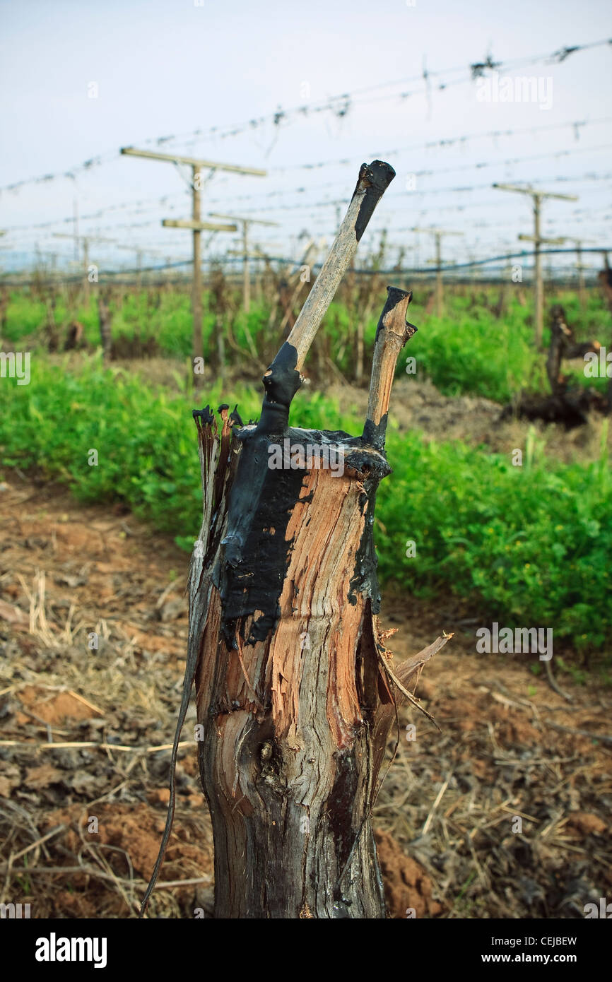 Landwirtschaft – Transplantationen Weinrebe im Frühling die gepfropft worden von einer Sorte zu einem anderen / in der Nähe von Reedley, Kalifornien, USA. Stockfoto