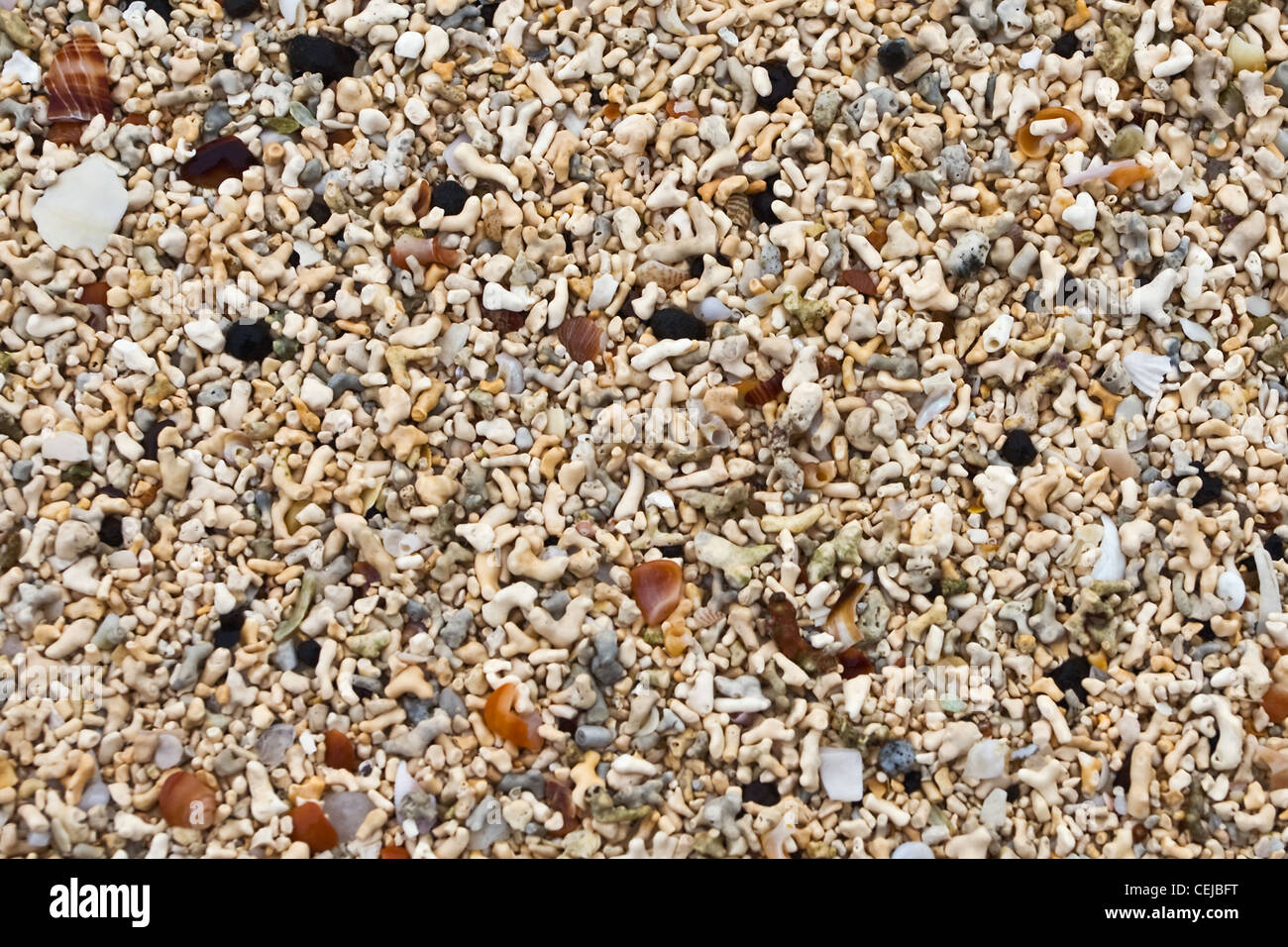 Nahaufnahme von Korallen Sand oder Alge Lithothamnion am Strand im Nordwesten der Insel Skye, Schottland, UK. Stockfoto