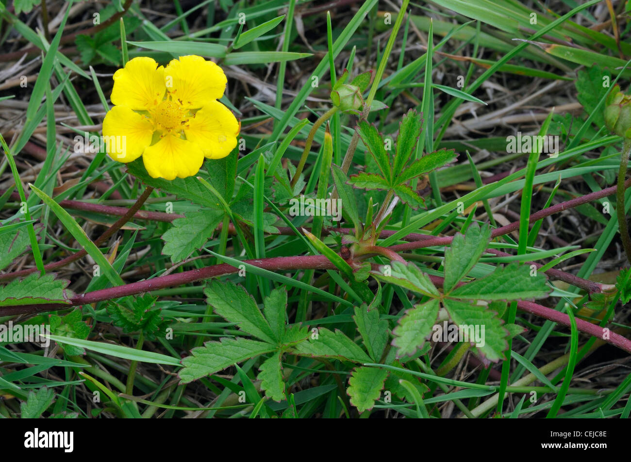 Kriechende Fingerkraut - Potentilla reptans Stockfoto