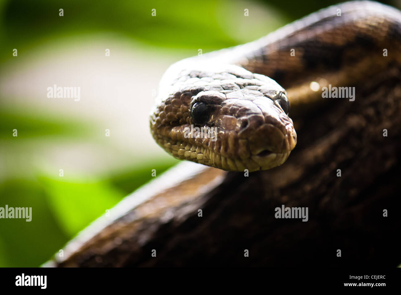 Python Kopf Form Gelbe python Stockfotos und -bilder Kaufen - Alamy