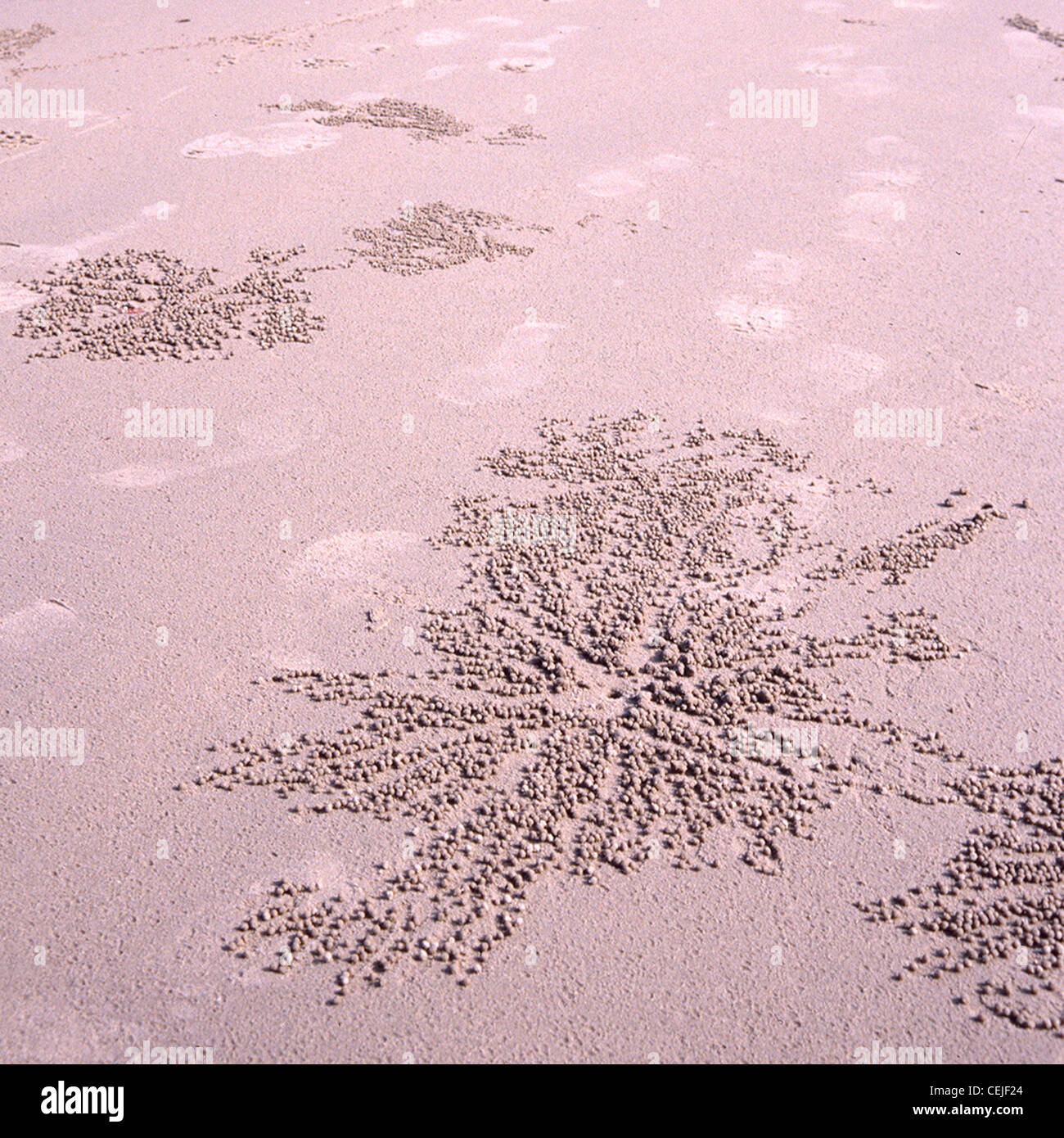 Muster von Krabben im Sand hinterlassen Stockfoto