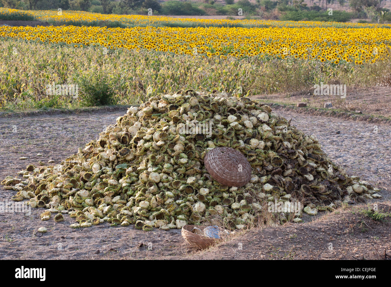 Geernteten Sonnenblumenkerne Köpfe in der indischen Landschaft. Landwirtschaft Sonnenblumen für Saatgut. Andhra Pradesh, Indien Stockfoto