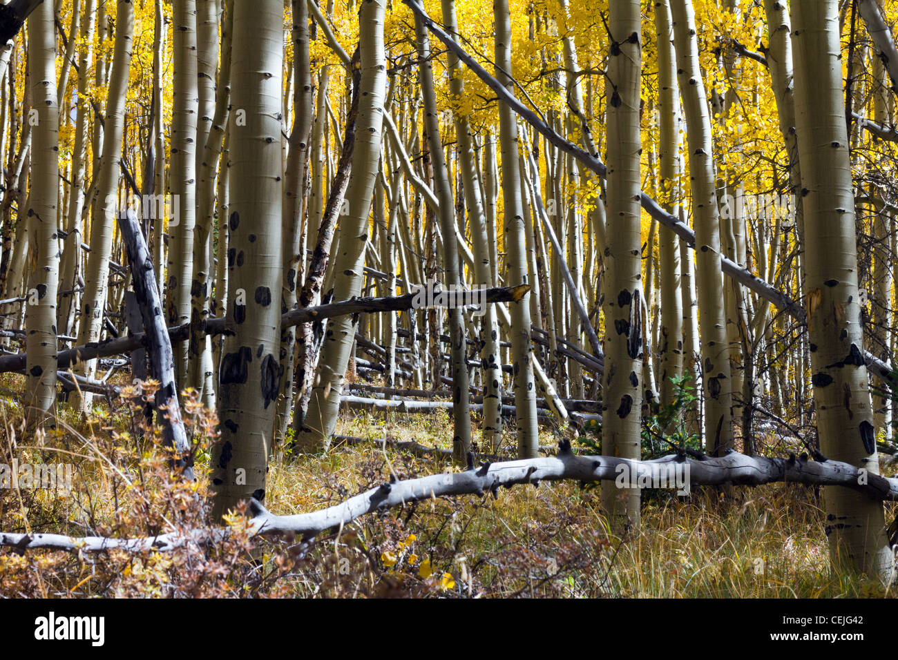 Dichten Wald aus Espe Bäume auf die kontinentale Wasserscheide in den Colorado Rocky Mountains in der Nähe von Kenosha Pass. Stockfoto