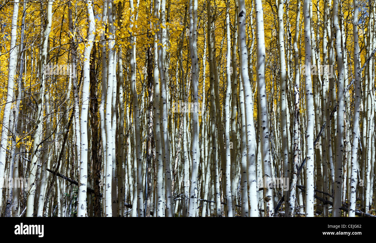 Dichten Wald von golden Espe Bäume entlang der kontinentalen Wasserscheide in der Nähe von Kenosha Pass in Colorado USA. Stockfoto