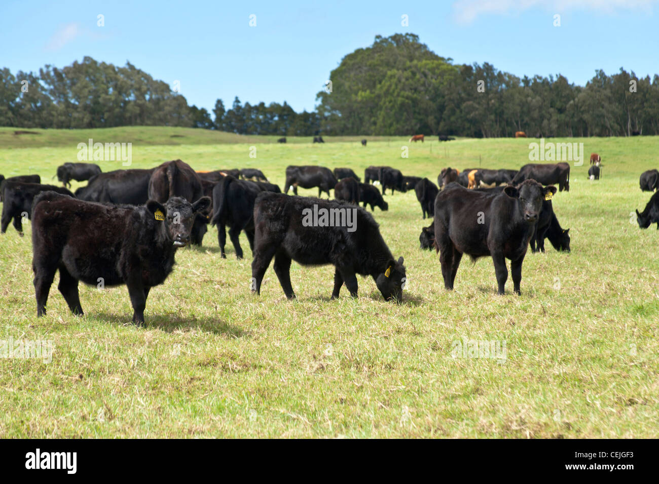 Black Angus Ochsen auf der Weide grasen. Stockfoto