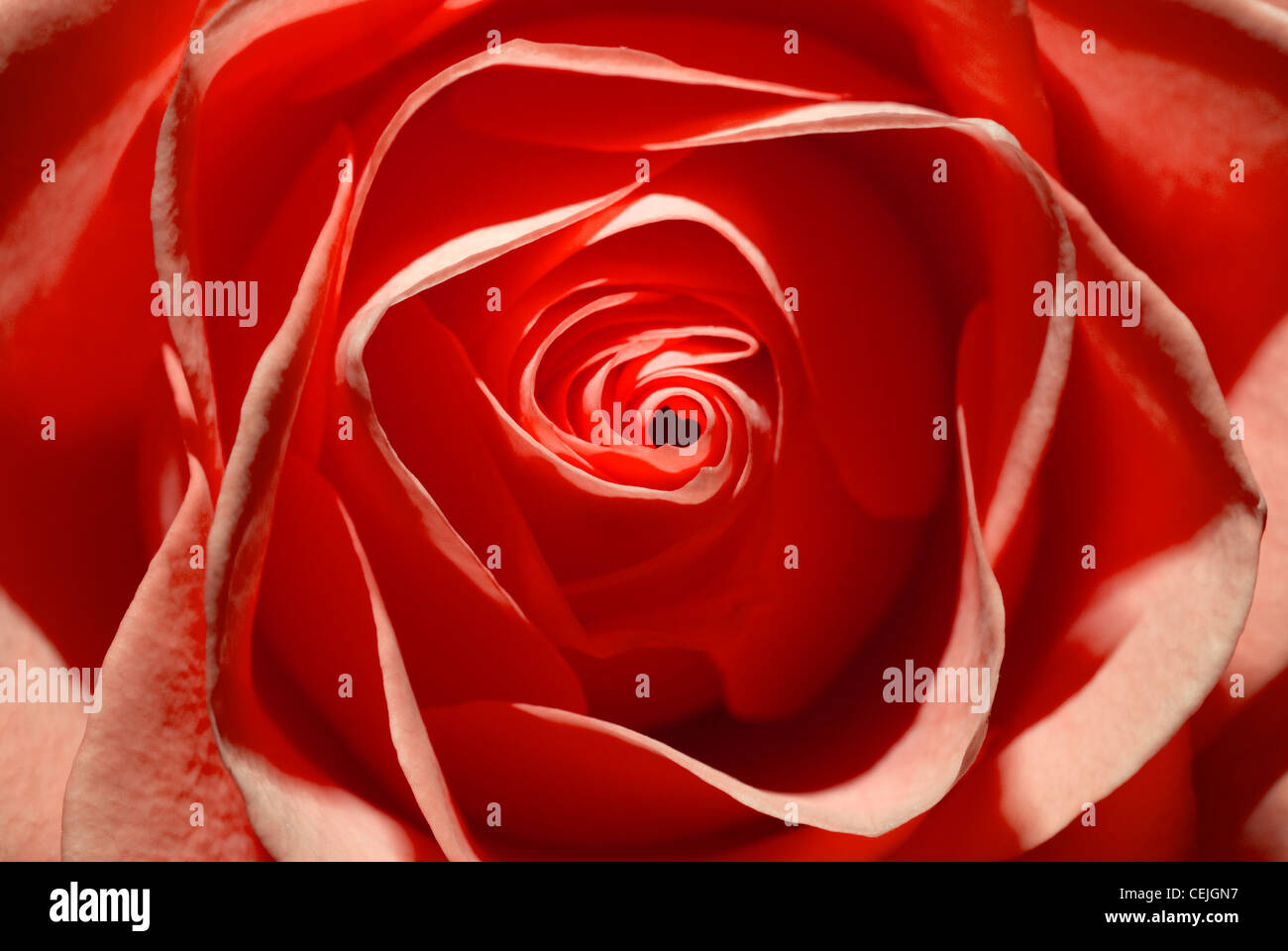 rote Rosen in voller Blüte Stockfoto