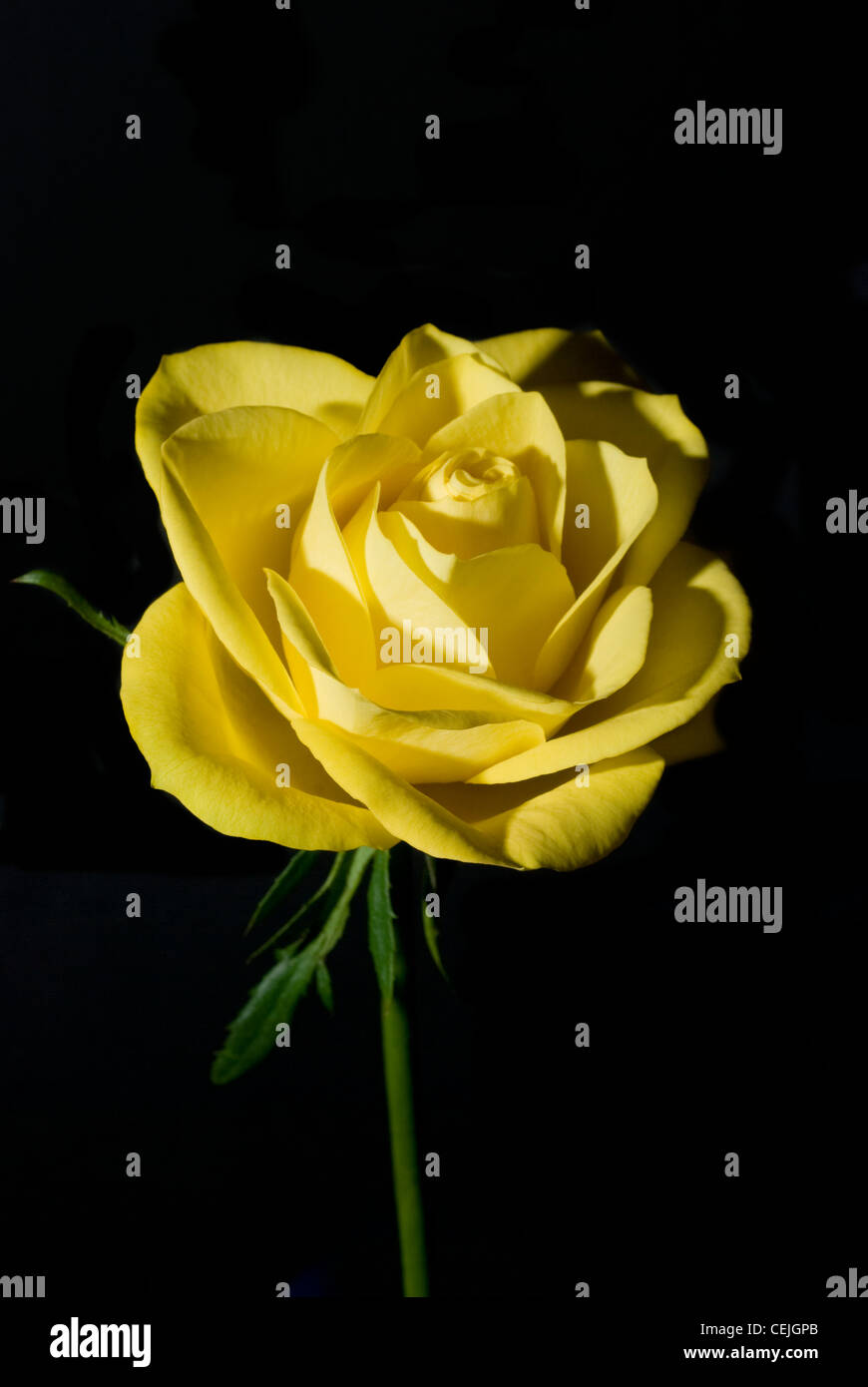 Gelbe Rose Stockfoto