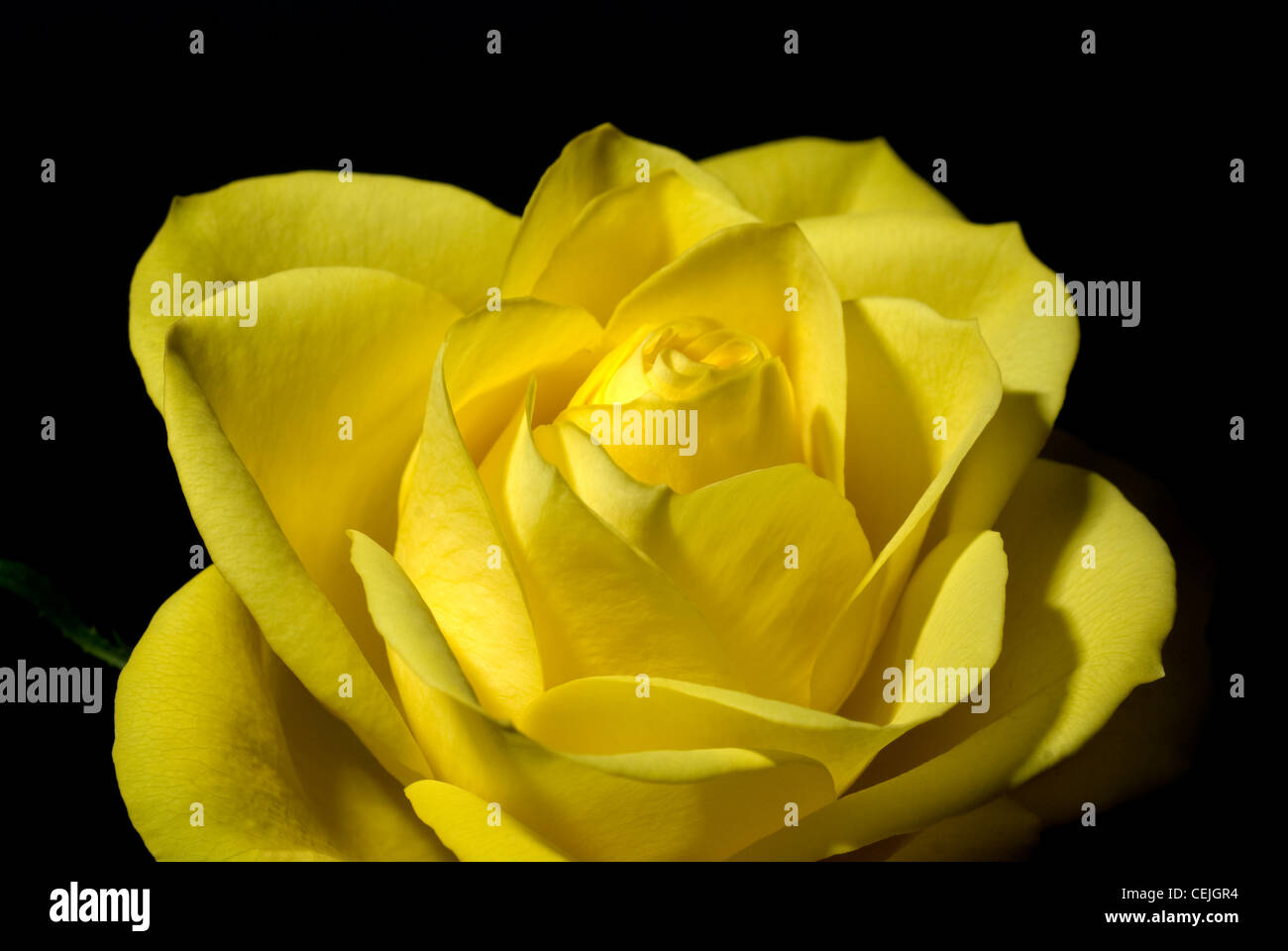 Gelbe Rose Stockfoto