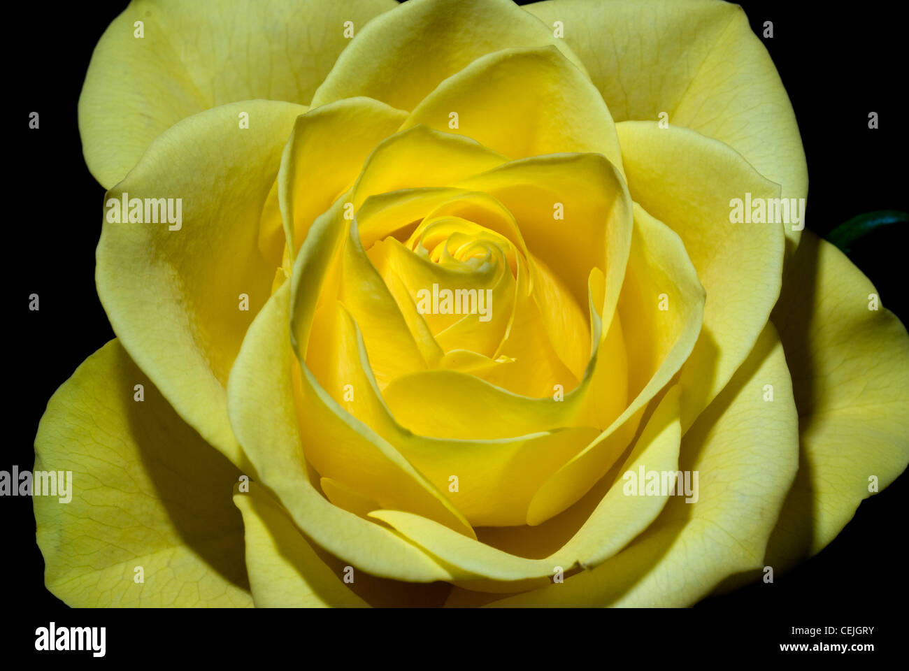 Gelbe Rose Stockfoto