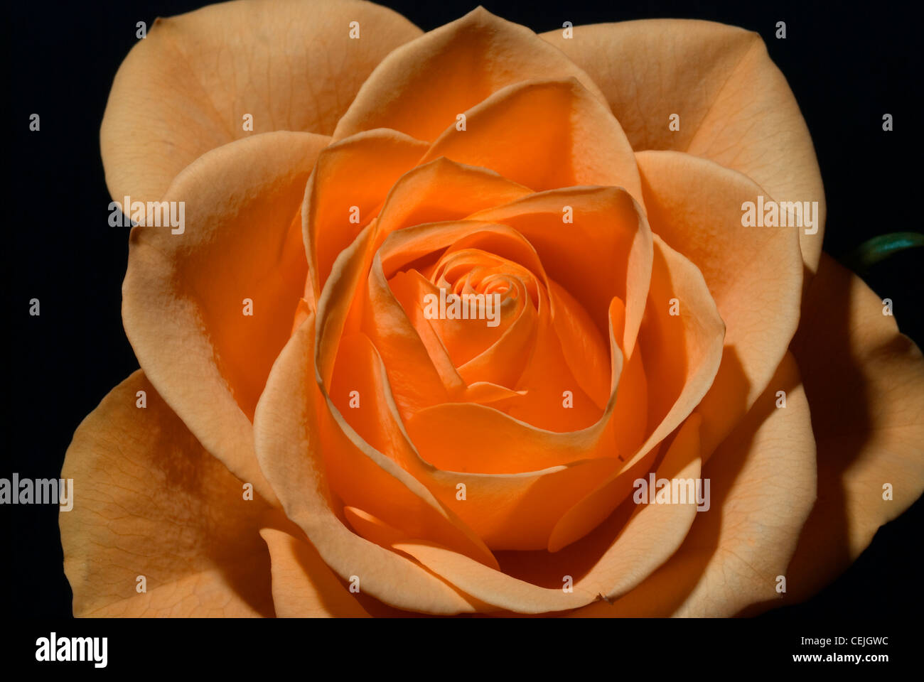 Orange Rose Stockfoto