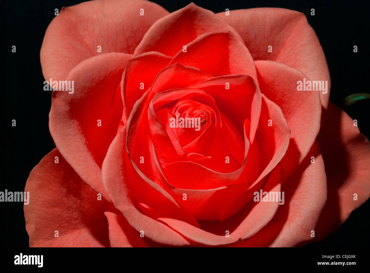 Rote Rose Stockfoto