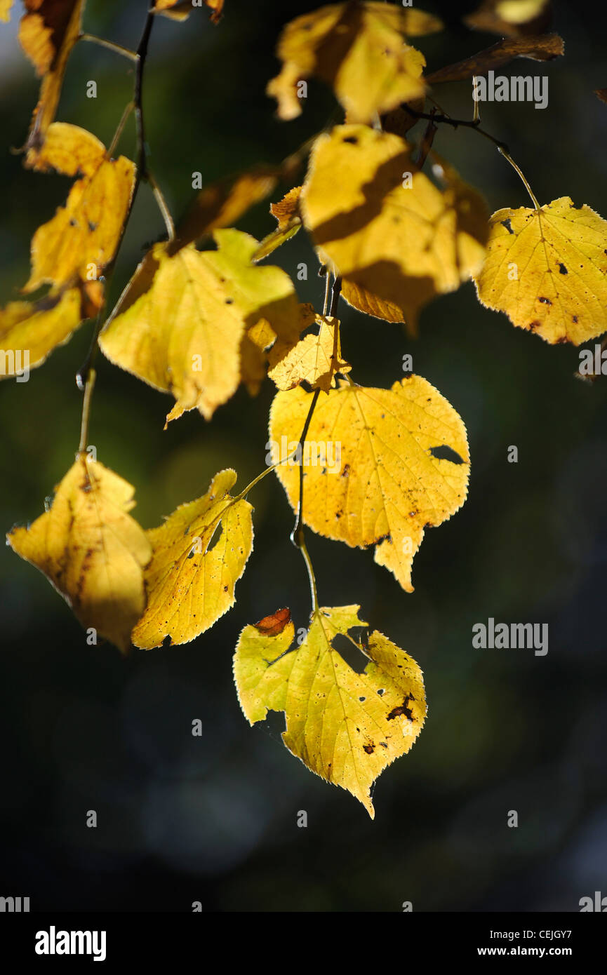 Eine Nahaufnahme von einem Ast eines Baumes im Herbst die Blätter drehen braun und gelb mit