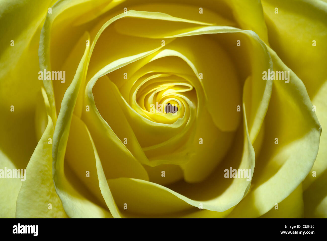 Nahaufnahme der Blüte gelbe Rose Stockfoto