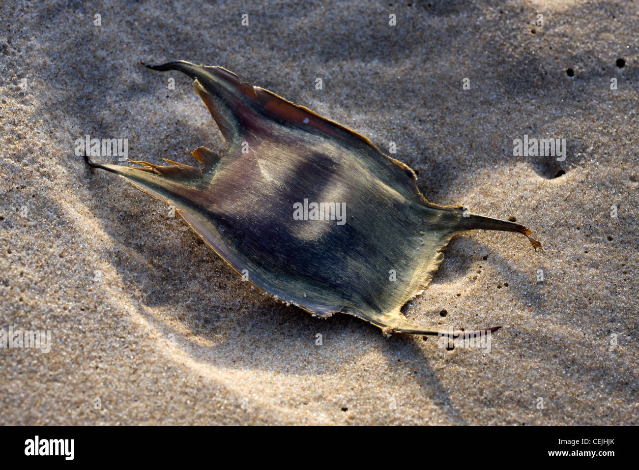 Ei-Gehäuse / Mermaid es Beutel mit einem Thornback ray / Thornback skate (Raja Clavata) am Strand, Belgien Stockfoto