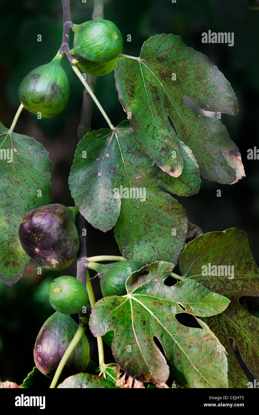 Zweig mit Feigen der gemeinsame Feigenbaum (Ficus Carica), Europa Stockfoto