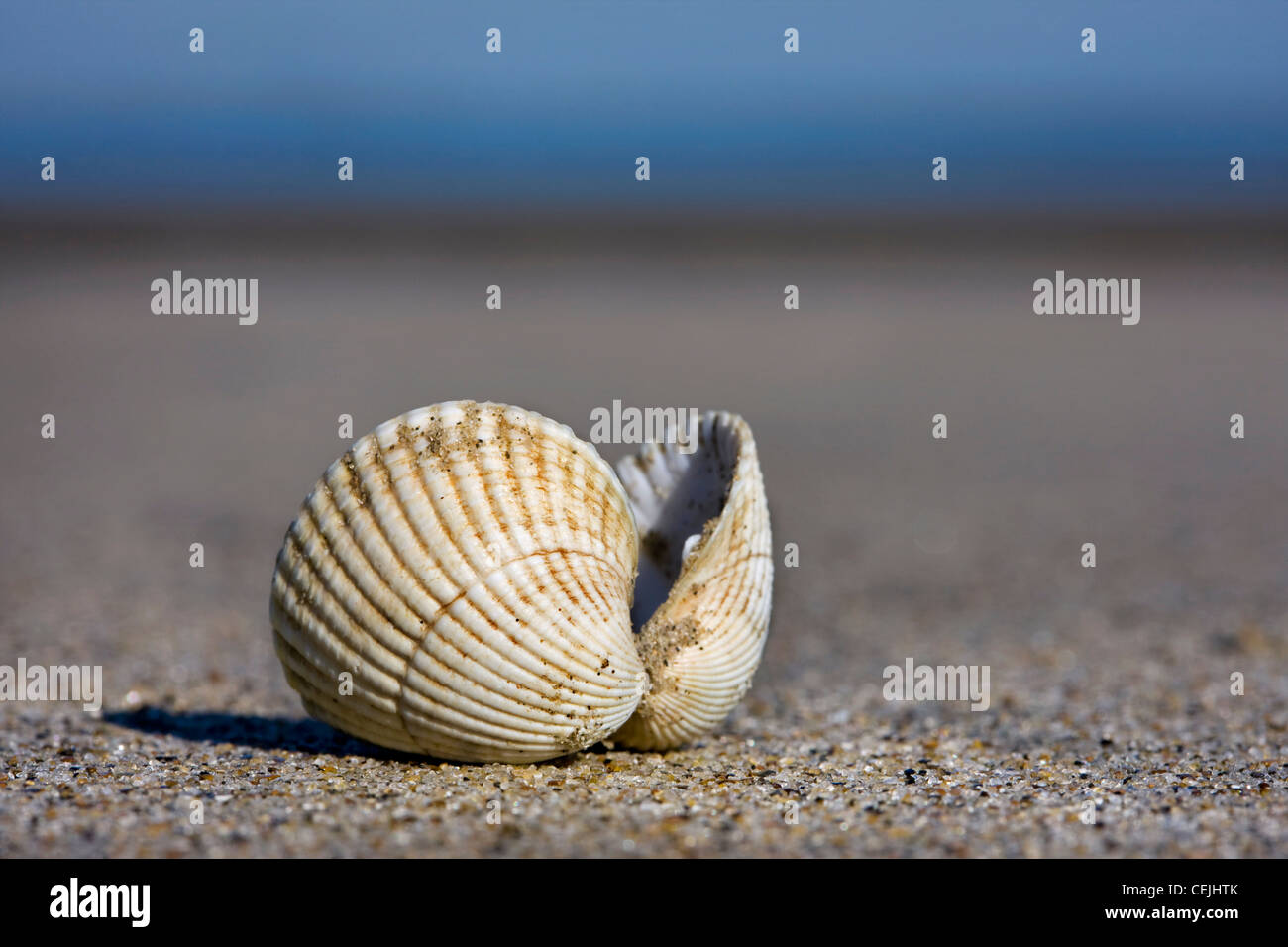 Gemeinsame / essbare Herzmuschel (Cerastoderma Edule / Cardium Edule) Muscheln am Strand, Belgien Stockfoto