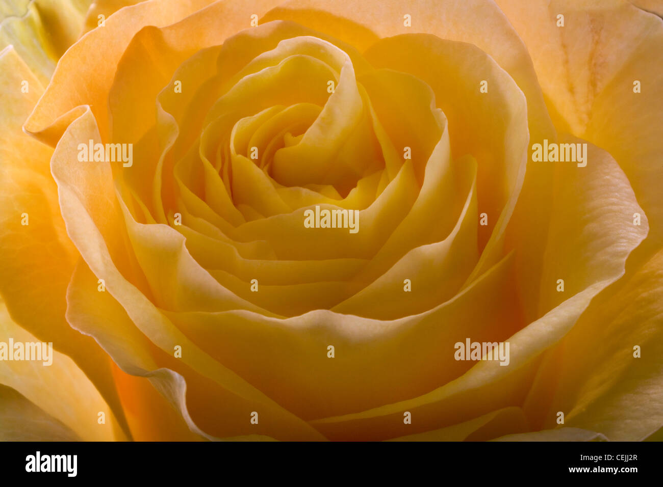 Gelbe rose Nahaufnahme als romantische Blume Stockfoto