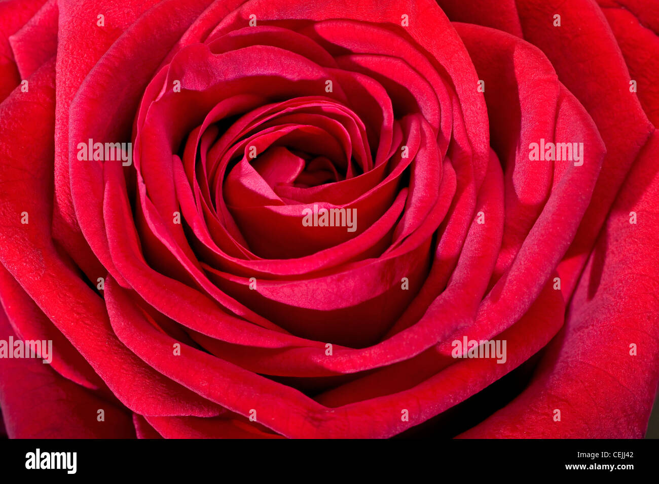 Rote rose Nahaufnahme als romantische Blume Stockfoto