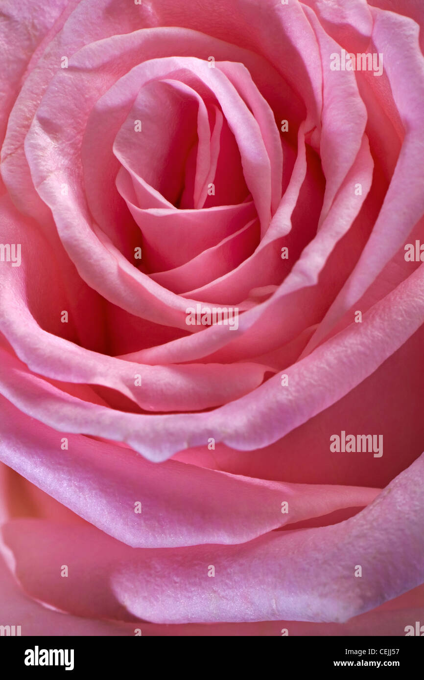 Rosa rose Nahaufnahme als romantische Blume Stockfoto