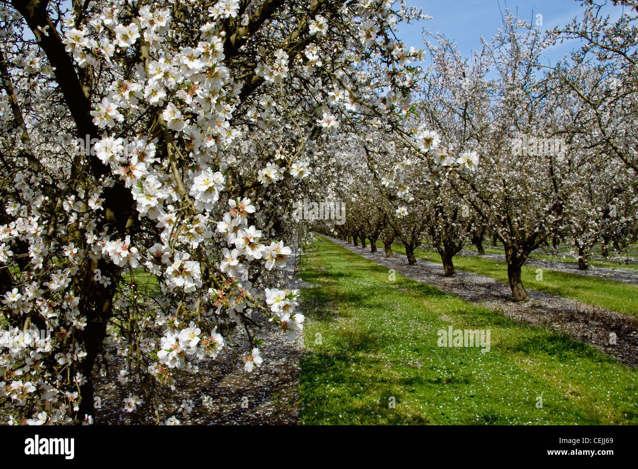 Landwirtschaft - Mandel Obstgarten in voller Blüte während der frühen Blütenblatt fallen Bühne / in der Nähe von Ripon, Kalifornien, USA. Stockfoto