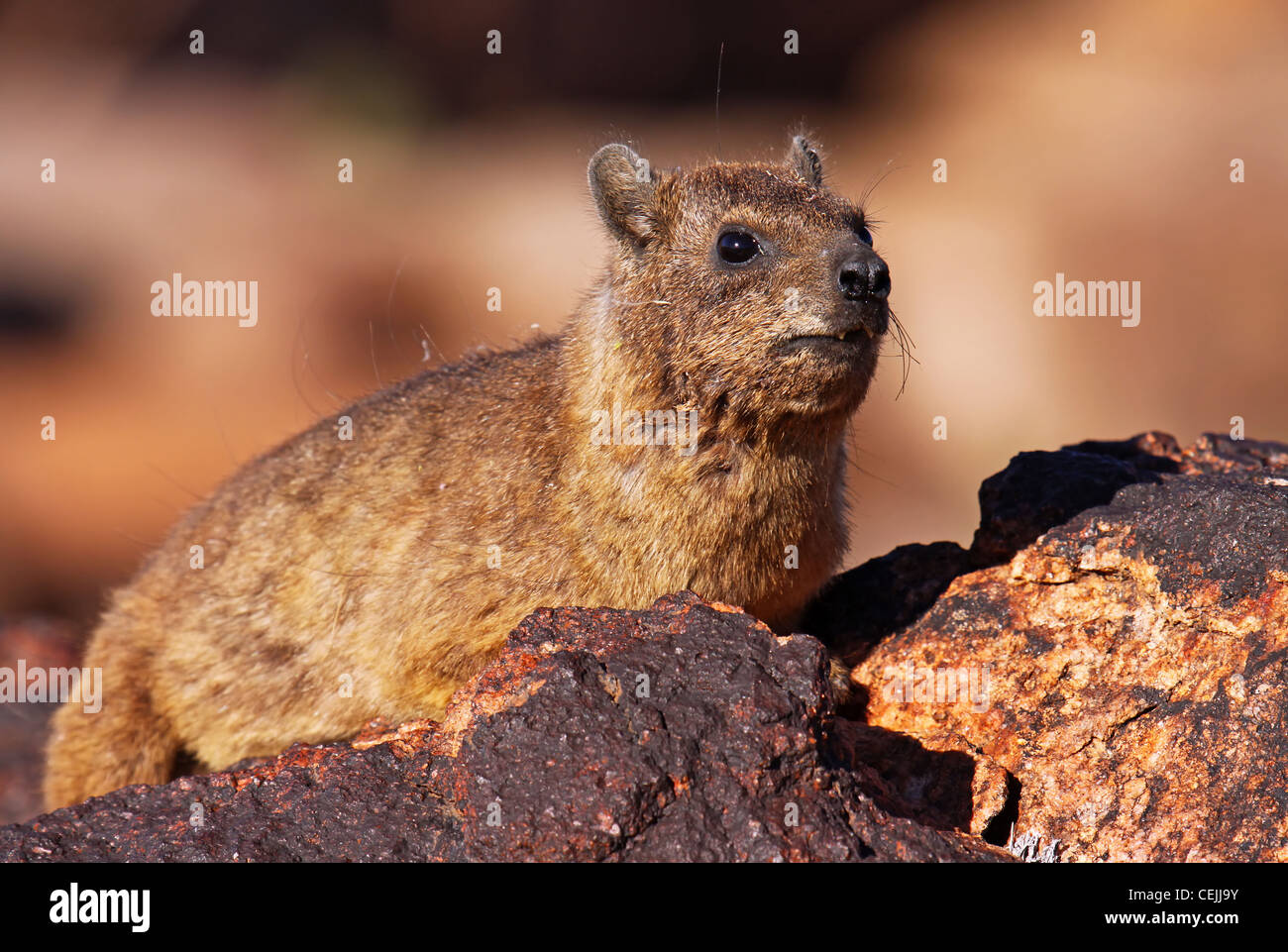 Klippschliefer, Südafrika, Tierwelt, Procavia Capensis Rock Stockfoto