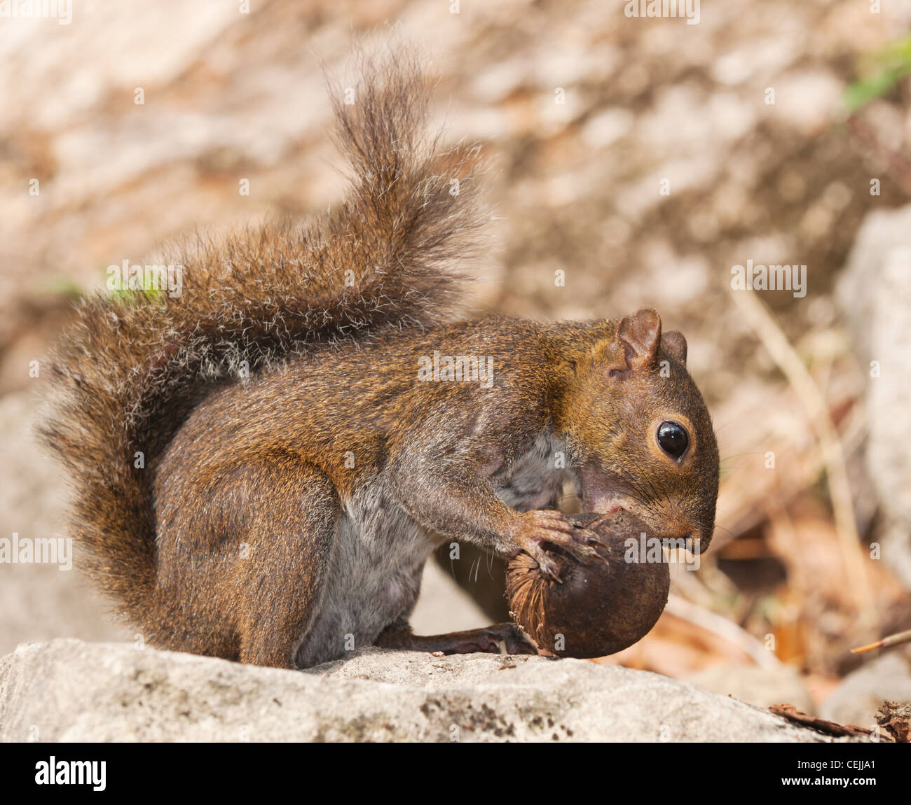 Eichhörnchen Essen Nuss, Belize. Stockfoto