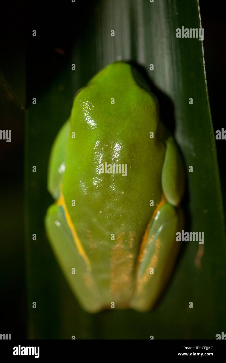 Amerikanischer Laubfrosch auf Palmetto Blatt Stockfoto