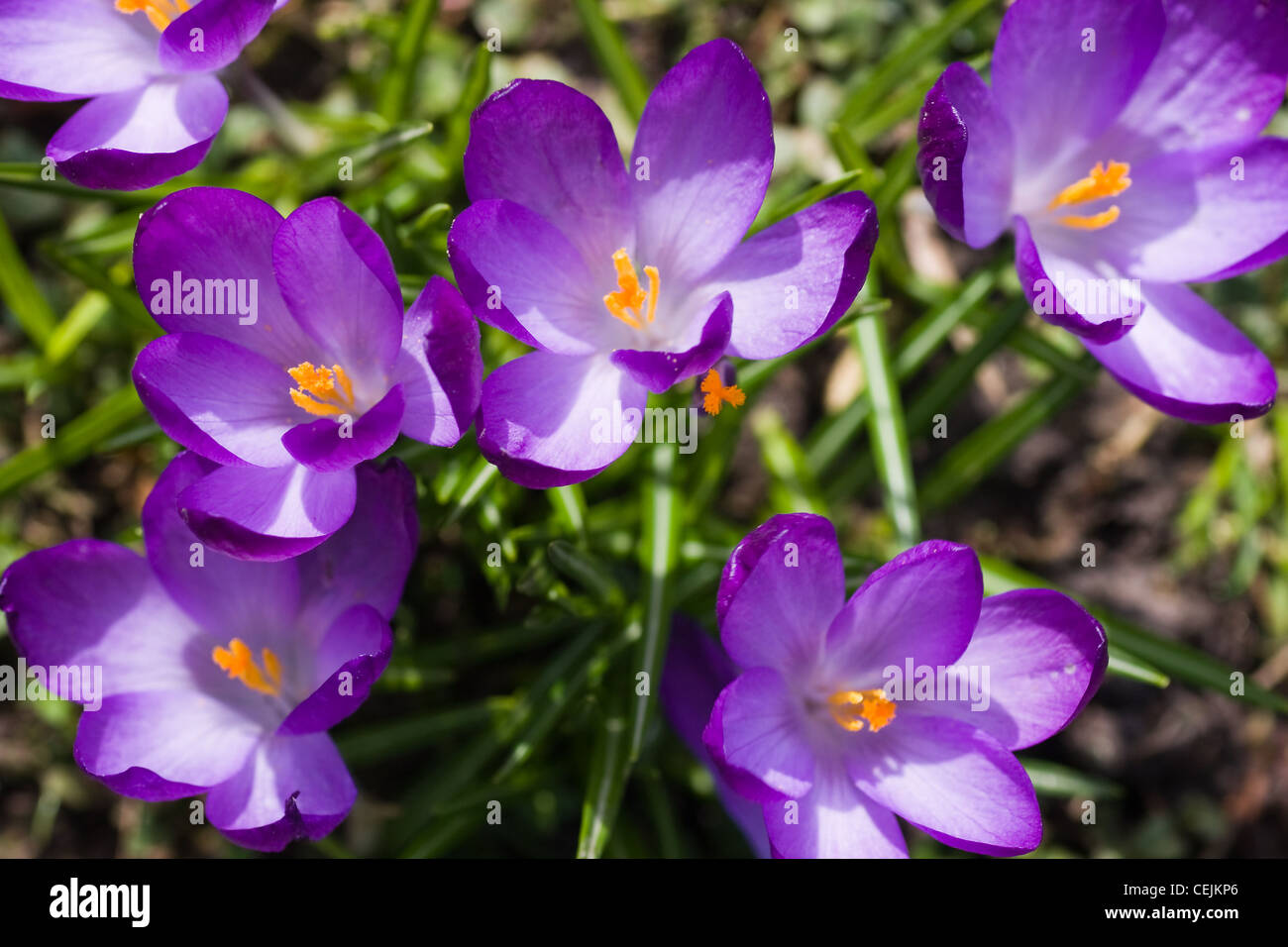 Lila Krokus oder Crocus Vernus mit blühenden Blumen im frühen März Frühling Stockfoto