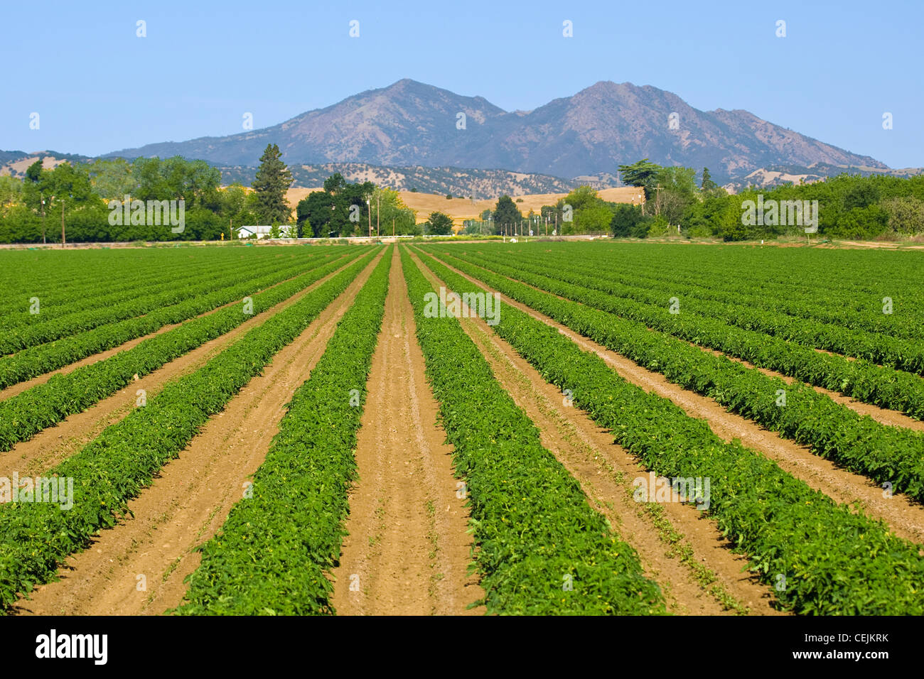 Landwirtschaft - Bereich der Vorsaison Verarbeitung von Tomaten mit Mt. Diablo im Hintergrund / in der Nähe von Byron, Kalifornien, USA. Stockfoto