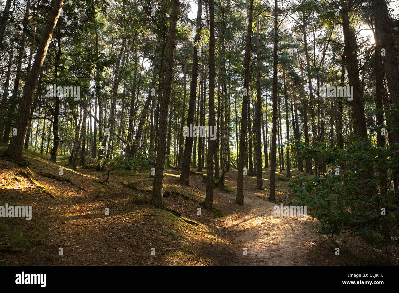 Grünen Wald im Sommer - horizontales Bild Stockfoto