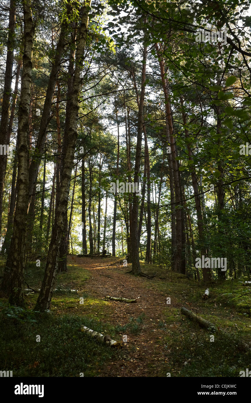 Grünen Wald im Sommer - vertikales Bild Stockfoto
