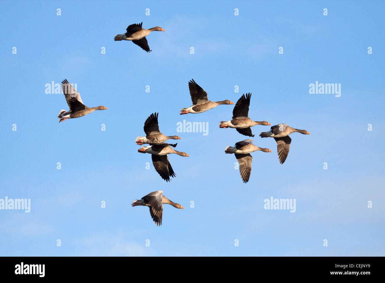 Graylag Gees im Flug, Slimbridge, Gloucestershire, England, UK Stockfoto