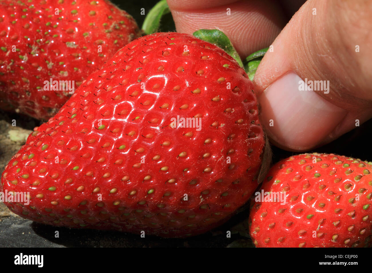 Erdbeerfeld kalifornien -Fotos und -Bildmaterial in hoher Auflösung – Alamy