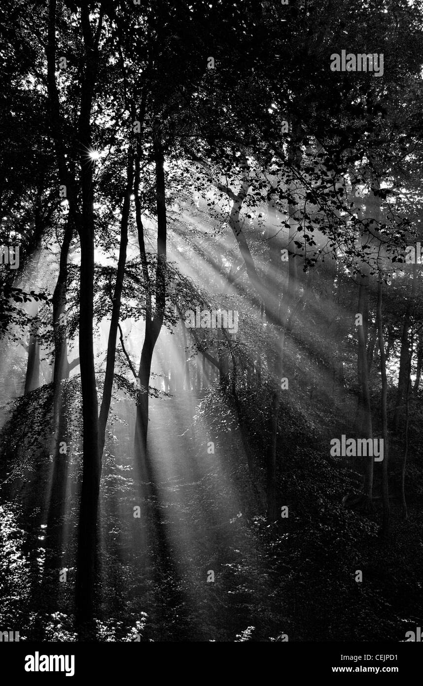Am frühen Morgen Wellen von Licht im Wald, England, UK Stockfoto