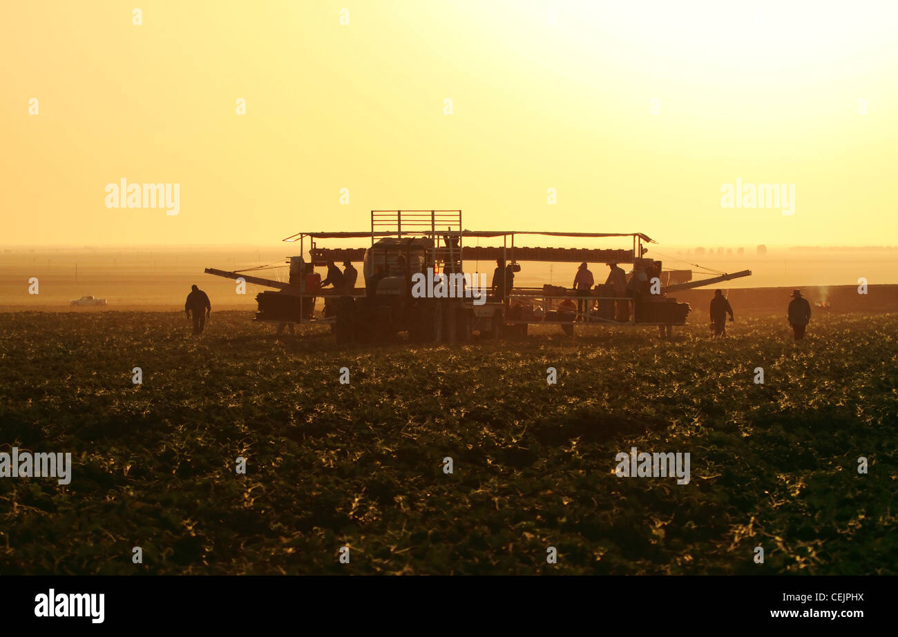 Landwirtschaft - Bereich Besatzungen Ernte und Field Pack Melonen bei Sonnenaufgang / Kalifornien, USA. Stockfoto