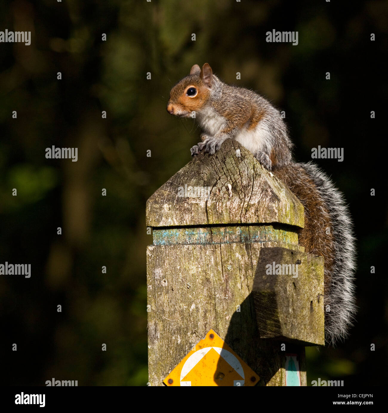 im Spätsommer auf Wegpunkt post Cannock Chase AONB (Gebiet von außergewöhnlicher natürlicher Schönheit) in Staffordshire Stockfoto