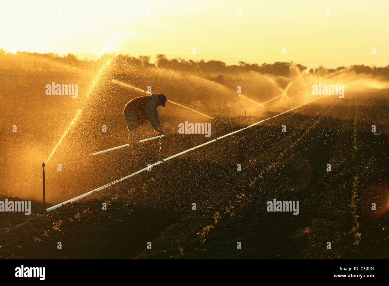 Ein Feldarbeiter passt ein Sprinklerkopf in eine frühe Tomate Wachstumsfeld Verarbeitung bei Sonnenaufgang / Kalifornien, USA. Stockfoto