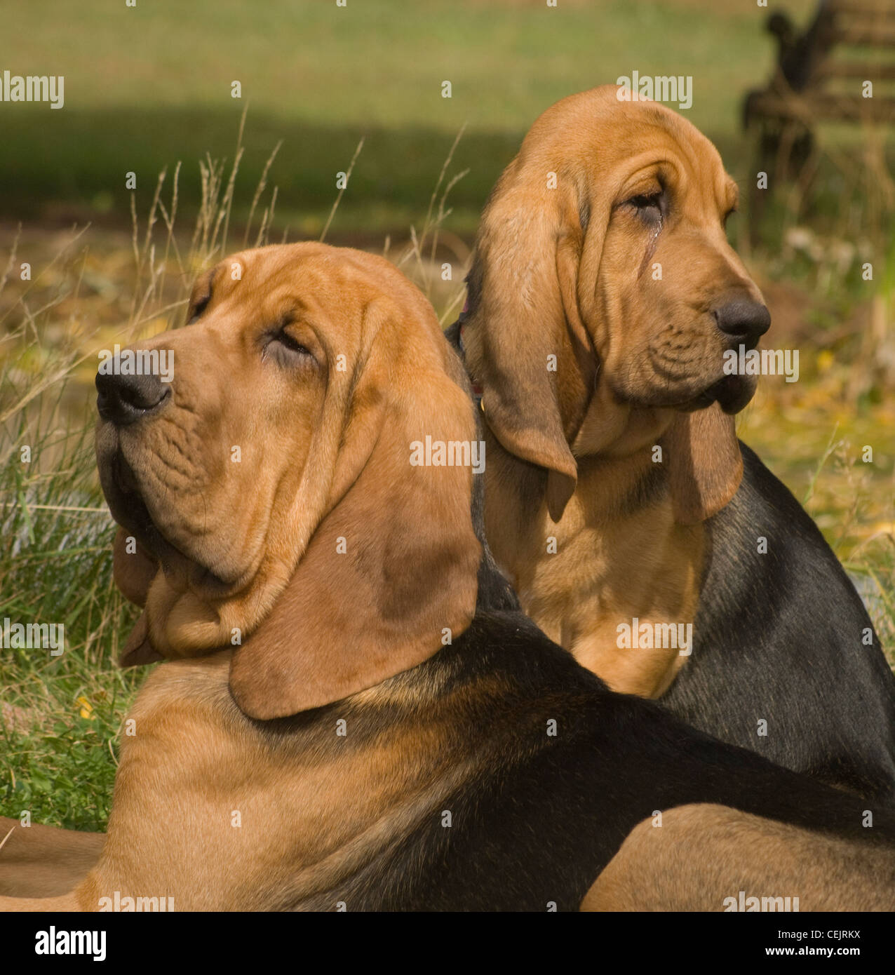 Bluthund Erwachsene und Welpen zusammen-Nahaufnahme Stockfoto