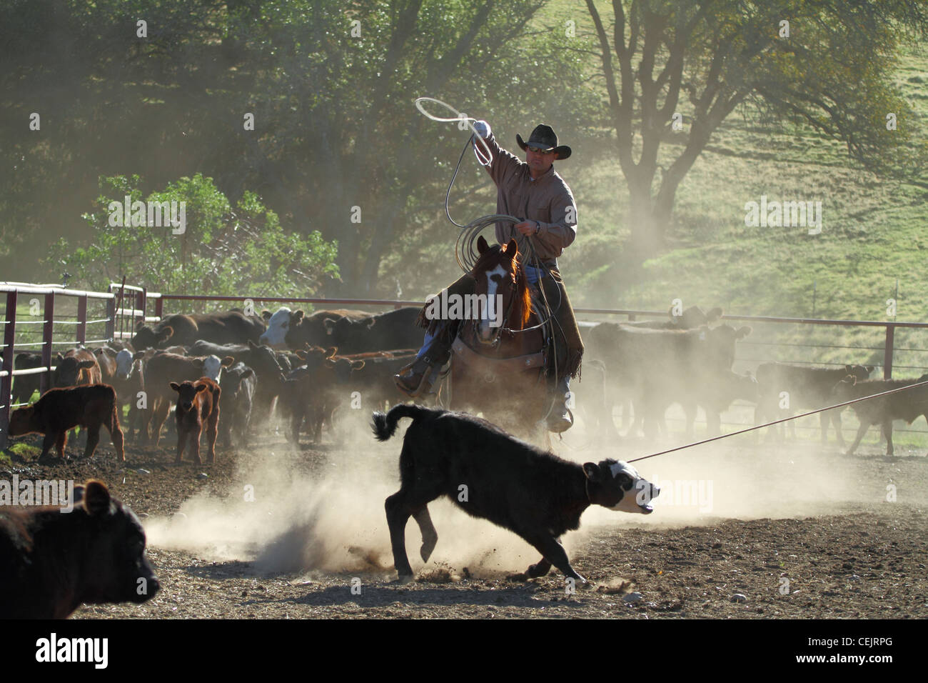 Vieh - Cowboys Abseilen Kälber während branding Operationen auf einer Rinderfarm / in der Nähe von Esparto, Kalifornien, USA. Stockfoto