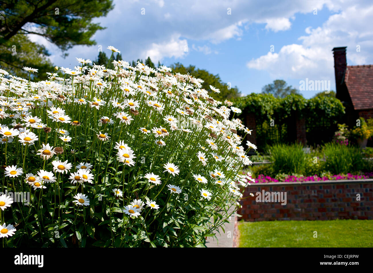 Gänseblümchen mit blauem Himmel Stockfoto