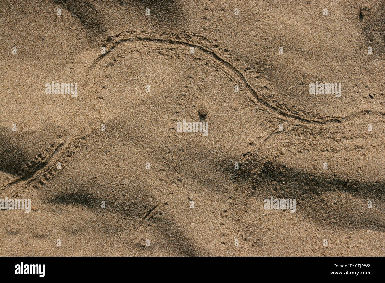 Insekt Käfer Spuren sand Indiana Dunes nationalen Lakeshore Lake Michigan Stockfoto