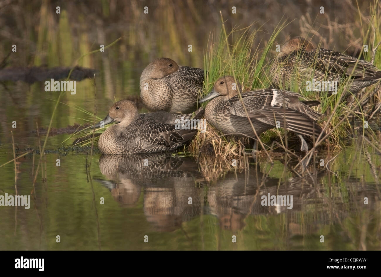 Nördliche Pintail Ente Weibchen umgezogen nach Alaska zu züchten und haben ihre duckings Stockfoto