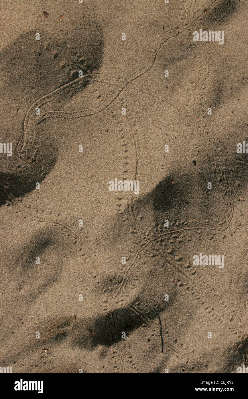 Insekt Käfer Spuren sand Indiana Dunes nationalen Lakeshore Lake Michigan Stockfoto
