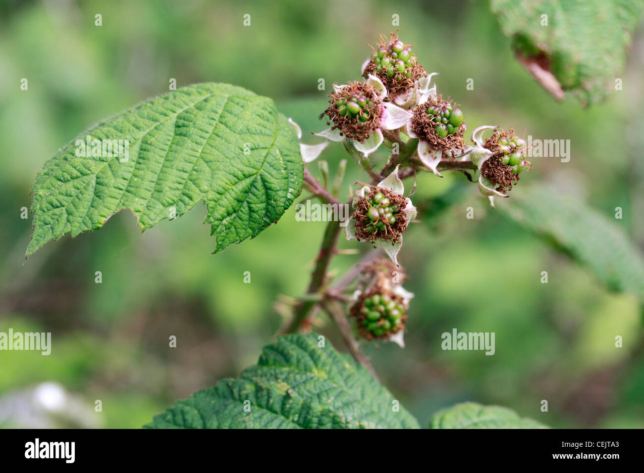 Rebus gattung Fotos und Bildmaterial in hoher Auflösung Alamy